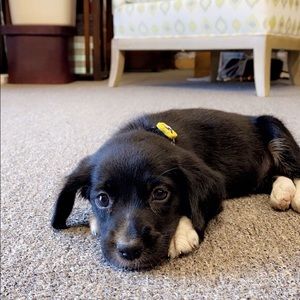 Meet your Posher, Grace